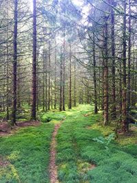 Pathway along trees in forest