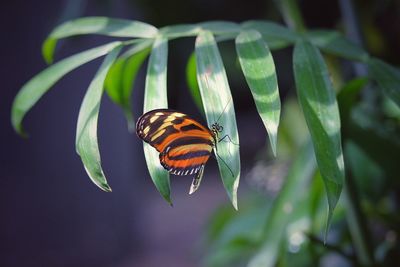 Close-up of butterfly on leaf