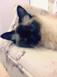 Portrait of cat relaxing on floor