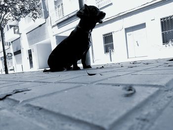 Dog on cobblestone street