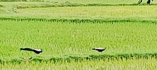 View of birds on field