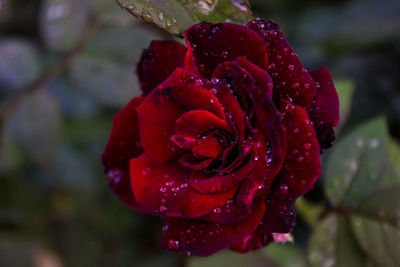 Close-up of wet red rose
