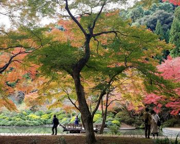 Trees in park during autumn