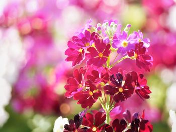 Close-up of pink flowering plant in park