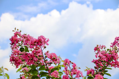 Low angle view of pink flowers blooming against sky