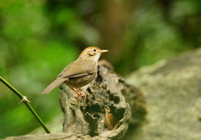 Close-up of bird perching on a plant