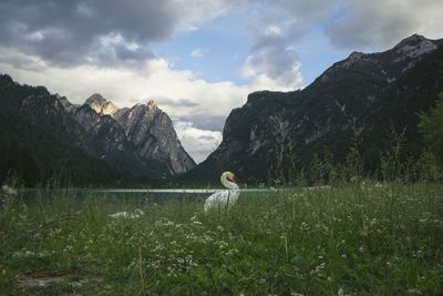 Scenic view of mountains and lake against sky with swan in front