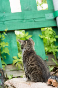 Cat sitting on wood