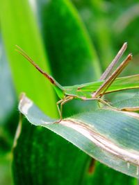 Close-up of insect on leaf