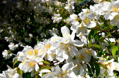 White apple blossoms in spring