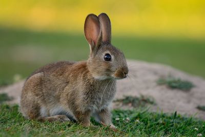 Close-up of rabbit on field