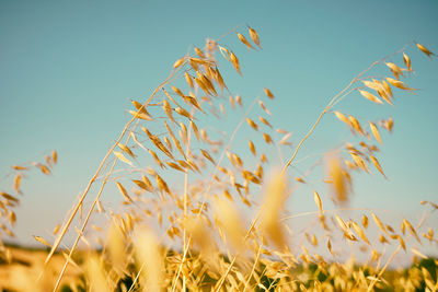 Close-up of wheat growing on field against clear sky
