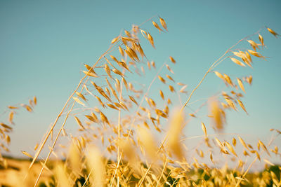 Close-up of wheat growing on field against clear sky