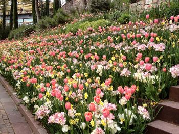 Pink flowering plants in garden