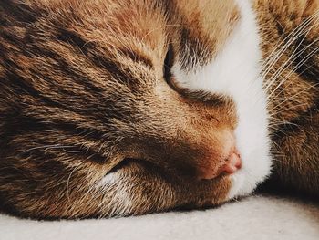 Close-up of cat sleeping