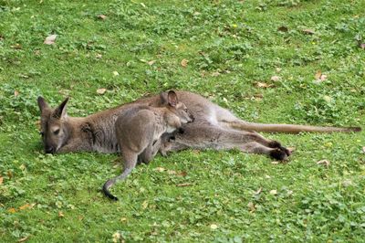 Kangaroos in a field