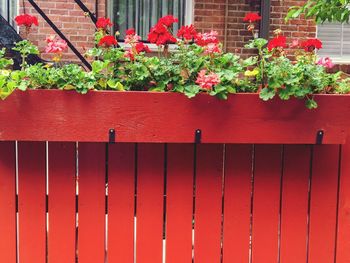 Potted plant by fence against building