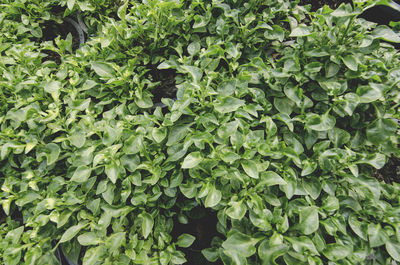 Full frame shot of fresh green plants