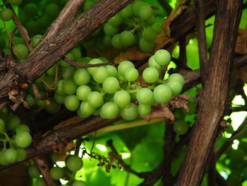 Close-up of grapes growing on tree