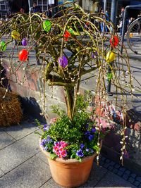 Flower pot in pot