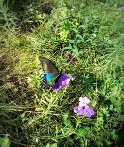 High angle view of butterfly on purple flower