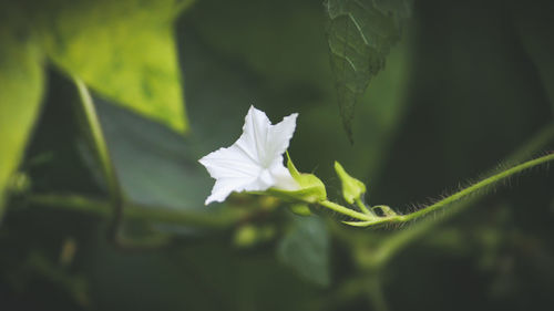 Close-up of white flowering plant