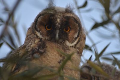 Portrait of a bird