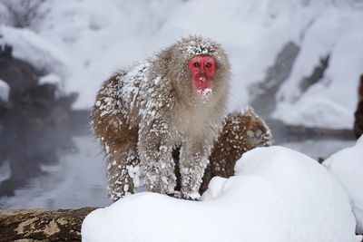 Monkey on snow covered landscape during winter