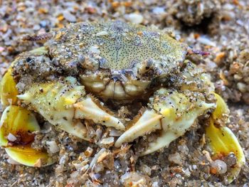 Close-up of crab in sea