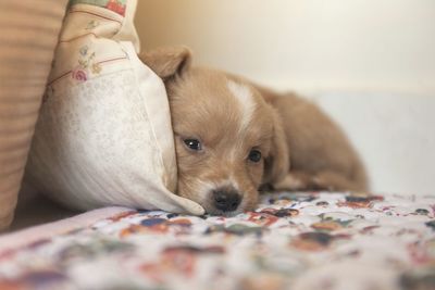 Portrait of puppy on bed at home