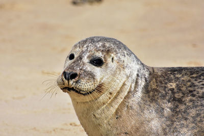 Seal looking smug