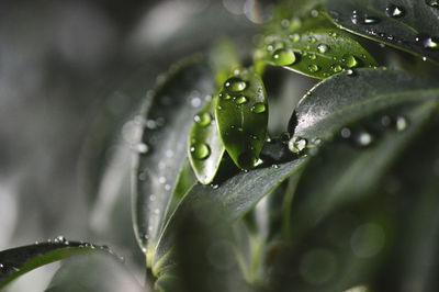 Close-up of water drops on leaf