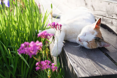 Close-up of cat with flower petals