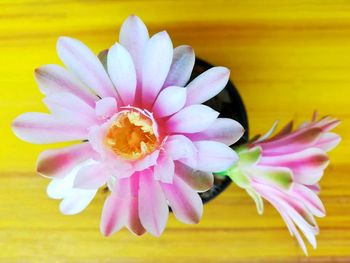 Close-up of pink flower