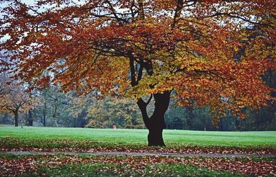 Autumn trees in park