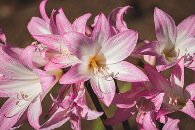 Close-up of pink flowering plants