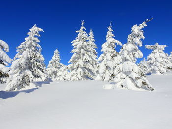 Winter landscape with snow and trees.