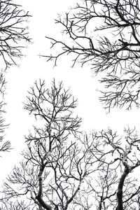 Low angle view of silhouette tree against clear sky