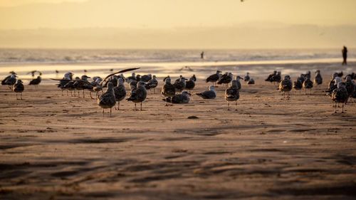 Flock of birds on beach against sky during sunset