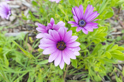 High angle view of pink flower