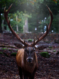 Frontal photo of a red deer with a nice antler in the german forest