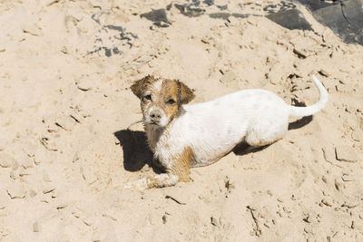High angle view of a dog on beach