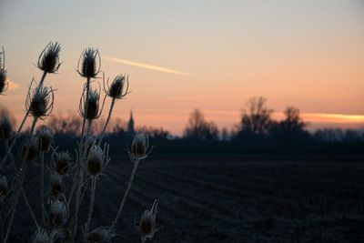 Close-up of thistle in field against sky during sunset