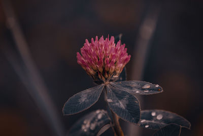 Close-up of wilted pink flowering plant