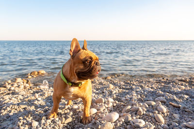 Dog on rock in sea against clear sky