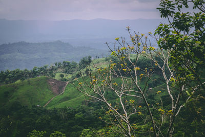 Scenic view of trees and mountains against sky