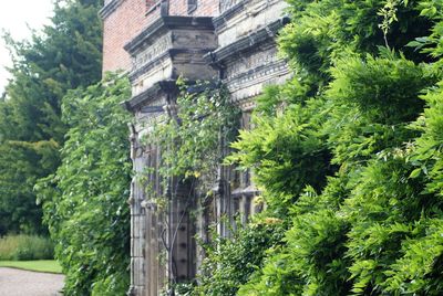 Low angle view of plants in garden