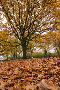 Autumn leaves on field