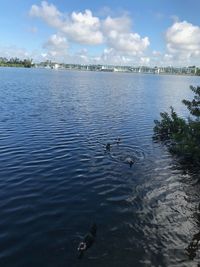 View of ducks swimming in lake
