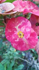 Close-up of pink flower blooming outdoors